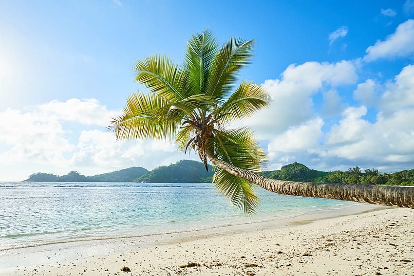 Palme, tropischer Strand, sonniger Tag, Meer HD-Hintergrundbild