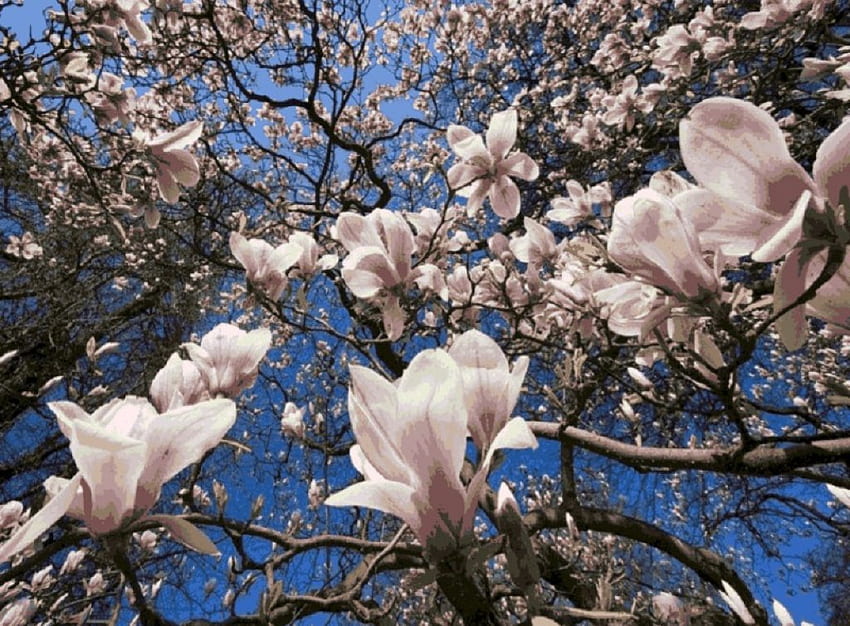 rosa magnolienblüten zweige, rosa magnolie, zweige, natur, blumen, frühling HD-Hintergrundbild