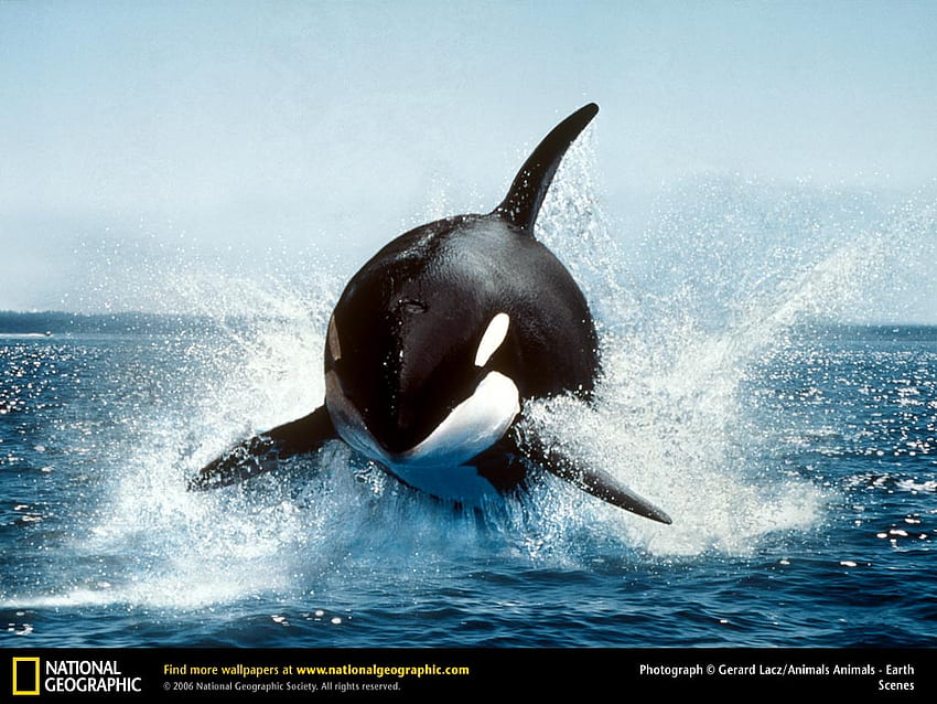 Paus Pembunuh, Orca Wallpaper HD