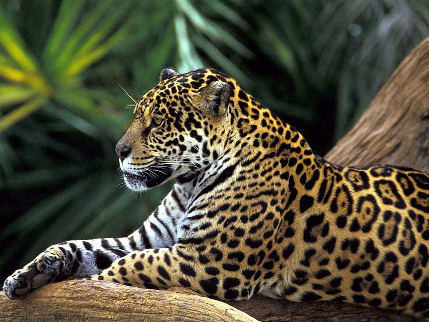 Animais, Jaguar, Sentar, Manchado, Manchado, Animal papel de parede HD