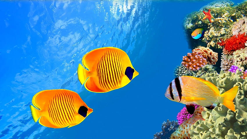 魚 : Fish Ocean Nature Underwater Sea Fishs Sealife, PSP Go 高画質の壁紙