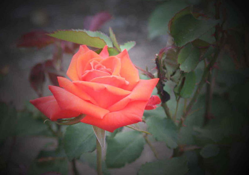 Coral Rose on Black, roses, fleurs, graphie, sombre Fond d'écran HD