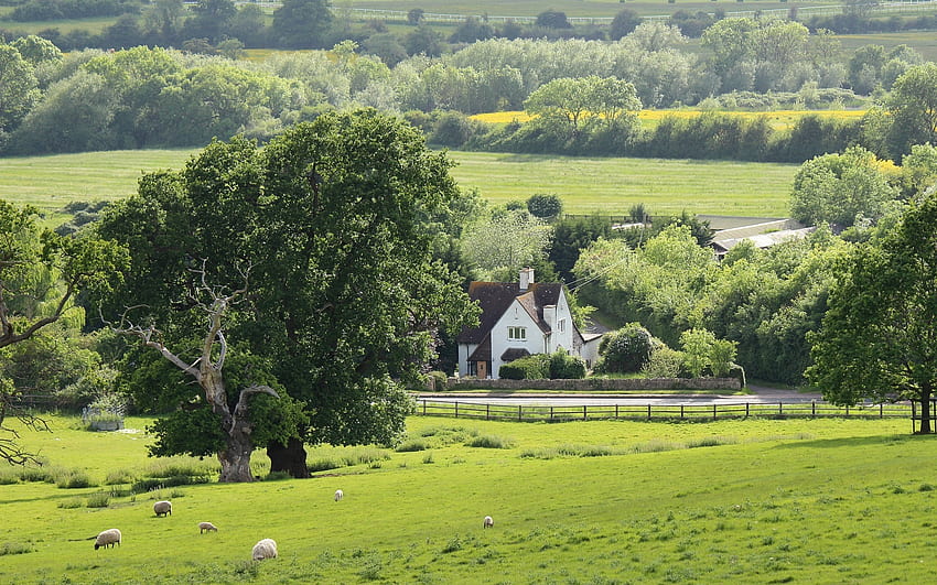 Spring Landscape, trees, fields, road, house, sheep HD wallpaper