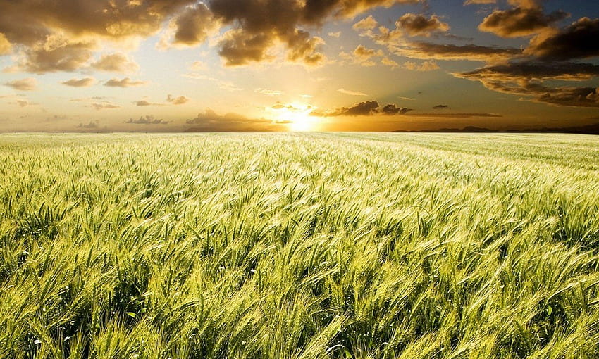 The Sunrise in Wheat Fields. Sunrise over Field with Wheat, Thanksgiving Scenery HD wallpaper