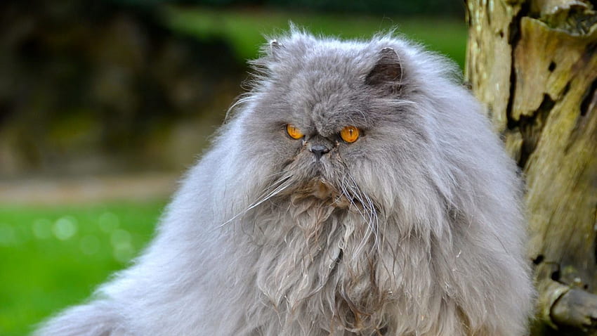 persian cat, cat, furry, angry tablet HD wallpaper