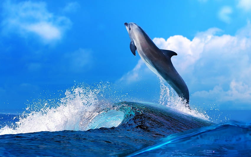 Delfino, blu, animali, delfini, carino, natura Sfondo HD