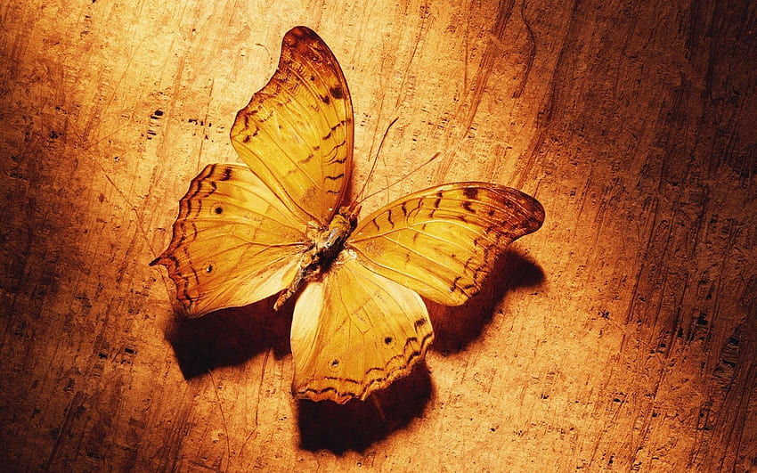 Makro, Muster, Oberfläche, Schatten, Schmetterling, Flügel HD-Hintergrundbild