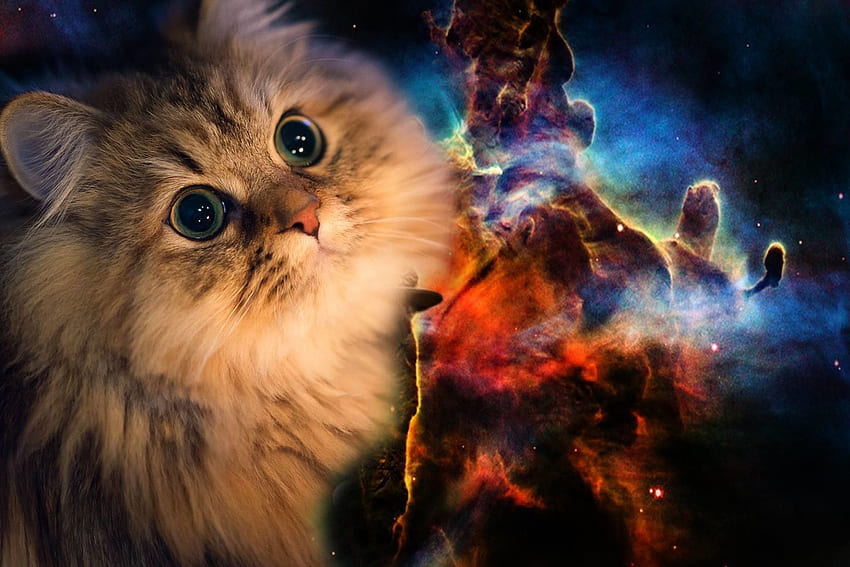 Farm Animals panoramiczny niesamowity kot dla Androida. Kot, kot, kosmiczny kot, niesamowita galaktyka kota Tapeta HD