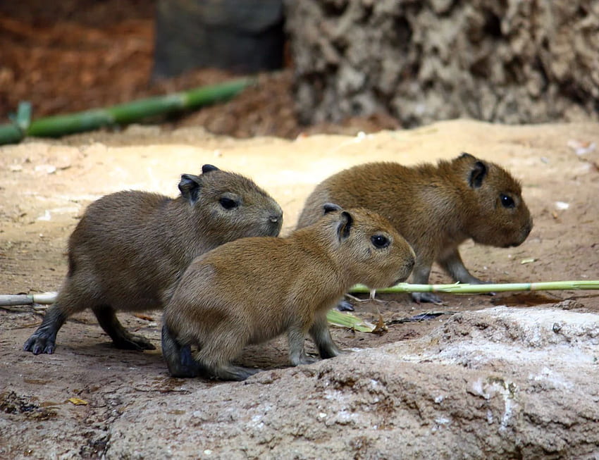 Informazioni sul capibara, dieta, habitat, durata della vita, come animali domestici, simpatico capibara Sfondo HD