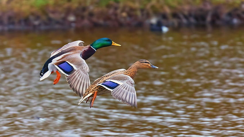 Ducks Unlimited Flying Ducks