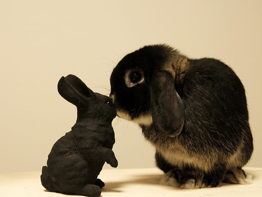 Tiere, Spielzeug, Kaninchen, Neugier HD-Hintergrundbild