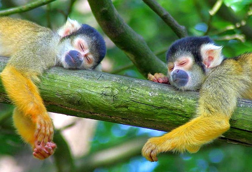 Sleeping Monkeys, クール, 眠っている, , サル 高画質の壁紙
