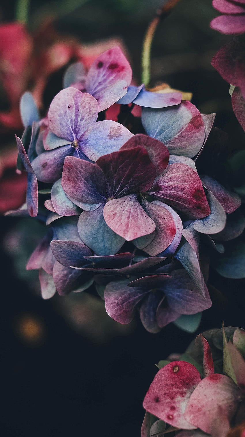 iPhone 6 . field blue cosmos, Real Dark Floral HD phone wallpaper