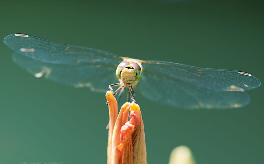 Macro, Insect, Wings, Dragonfly HD wallpaper