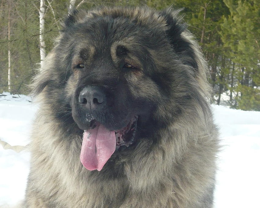 Caucasian Shepherd Dog HQ for Android - APK HD wallpaper
