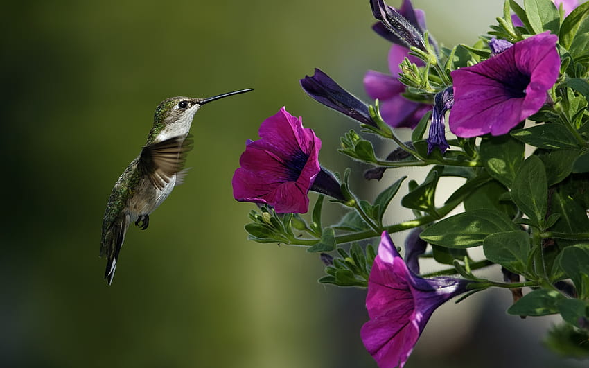Kolibri, Blumen, Flügel, Blätter, Blütenblätter HD-Hintergrundbild