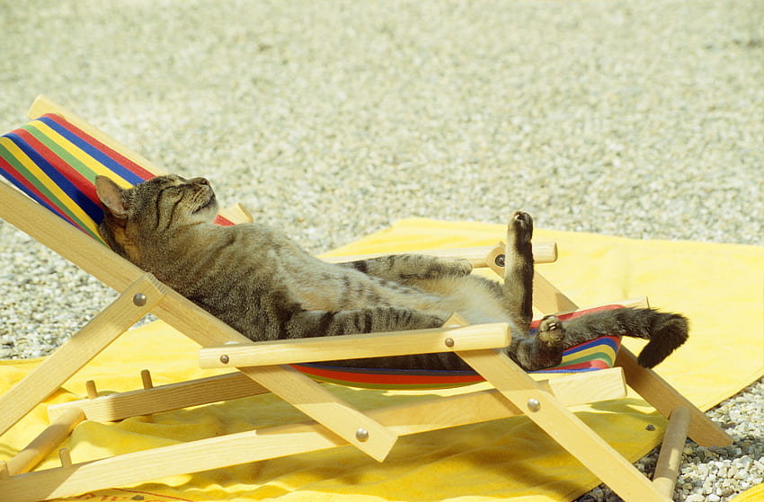 สัตว์, ชายหาด, แมว, นอนลง, นอน, เก้าอี้ผ้าใบ, เก้าอี้อาบแดด, เรื่องตลก วอลล์เปเปอร์ HD