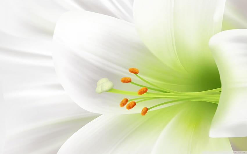 White Lily, Easter Flower Ultra Background for U TV : & UltraWide & Laptop : Tablet : Smartphone, Easter Floral HD wallpaper