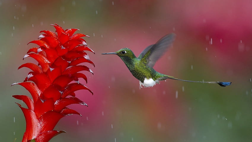 Hummingbird bird flower rain nature HD wallpaper