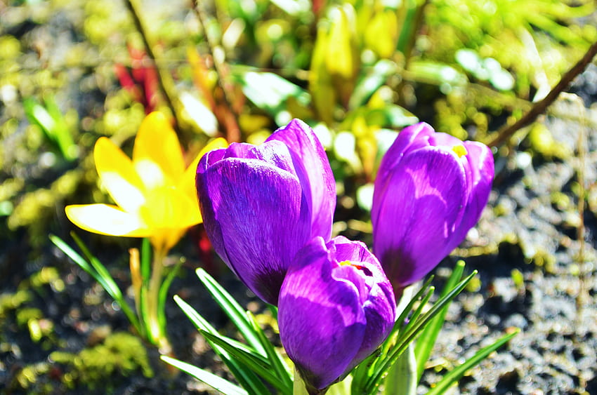 Spring Blossoms, purple, crocus, petals, yellow, garden HD wallpaper