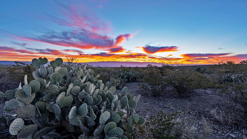 Wschód słońca w Parku Narodowym Big Bend, Teksas, rośliny, chmury, kolory, niebo, kaktusy, usa Tapeta HD
