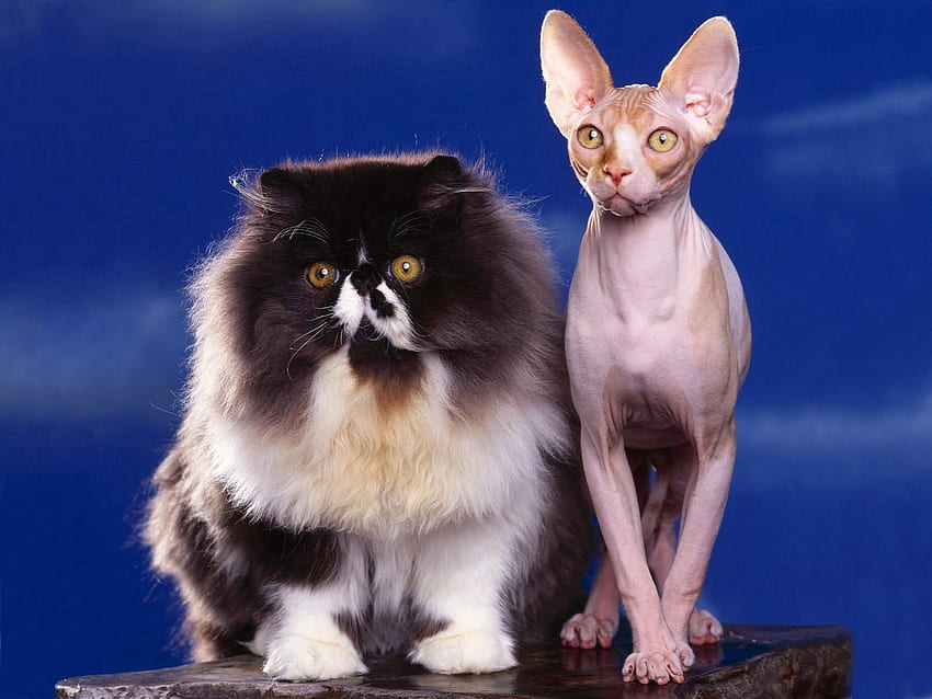 Animals, Cats, Sphinx, Fluffy, Couple, Pair HD wallpaper