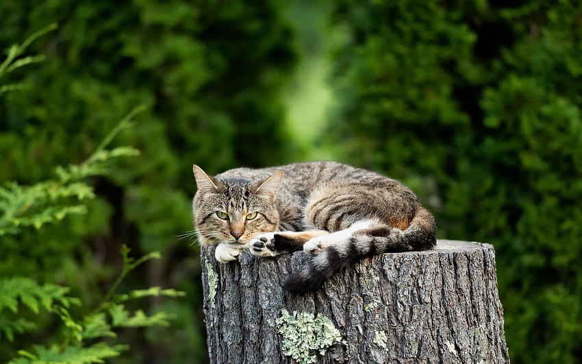 American Wirehair cat, gray cat, cute animals, Summer Cat HD wallpaper