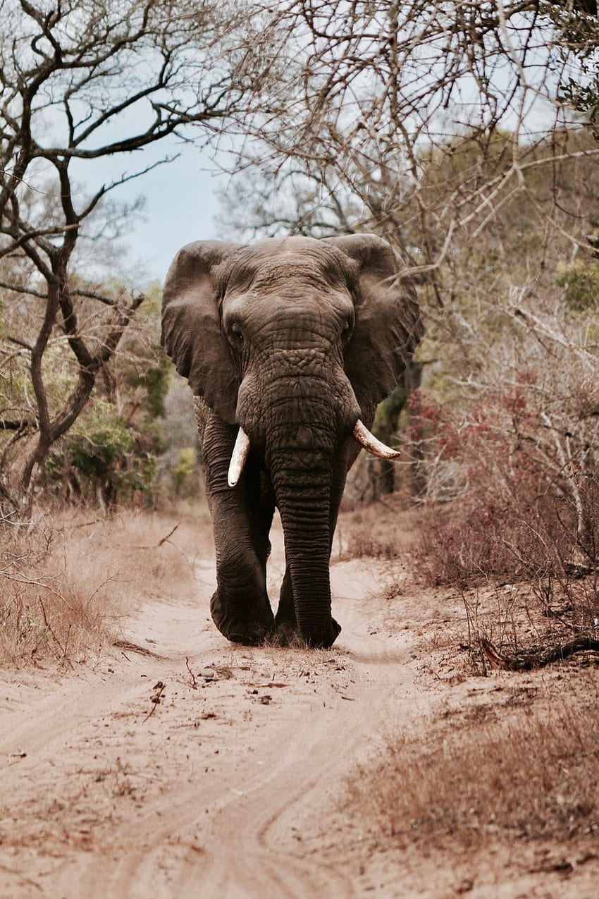 Elefant []. & Stock, süßer Elefant HD-Handy-Hintergrundbild