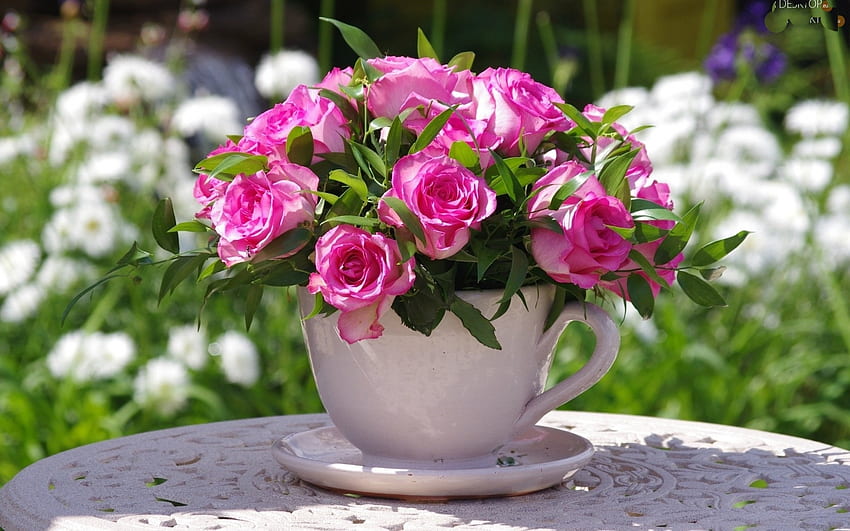 A Cup of Roses, roses, nature, flowers, bunch, cup HD wallpaper