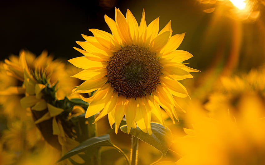 Sunflower, plant, seed, nature HD wallpaper