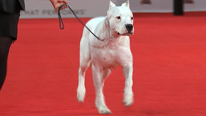 Beverly Hills Dog Show 2020: วิธีดู, ถ่ายทอดสดสายพันธุ์ใหม่, Dogo Argentino วอลล์เปเปอร์ HD