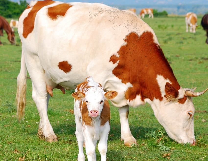Animals, Calf, Cow, Pasture HD wallpaper