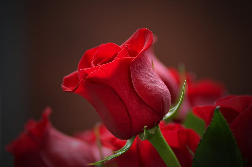 Пъпка, роза, червено цвете, близък план HD тапет
