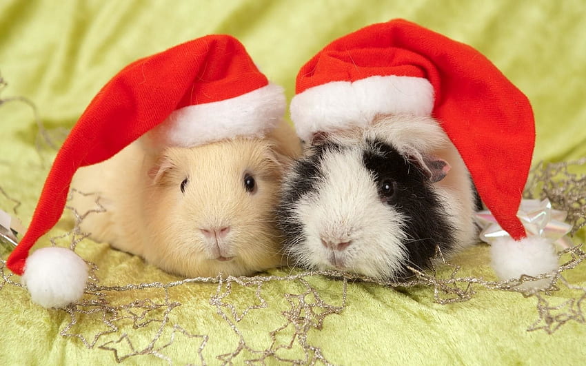 크리스마스 돼지, 야생 동물 크리스마스 HD 월페이퍼