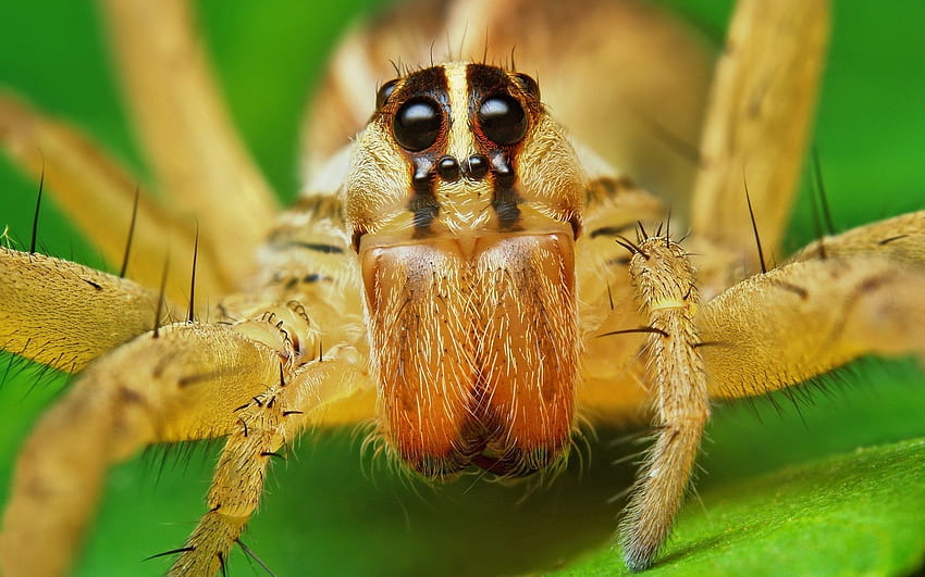Macro, Eyes, Insect, Paws, Spider, Raging Wolf HD wallpaper