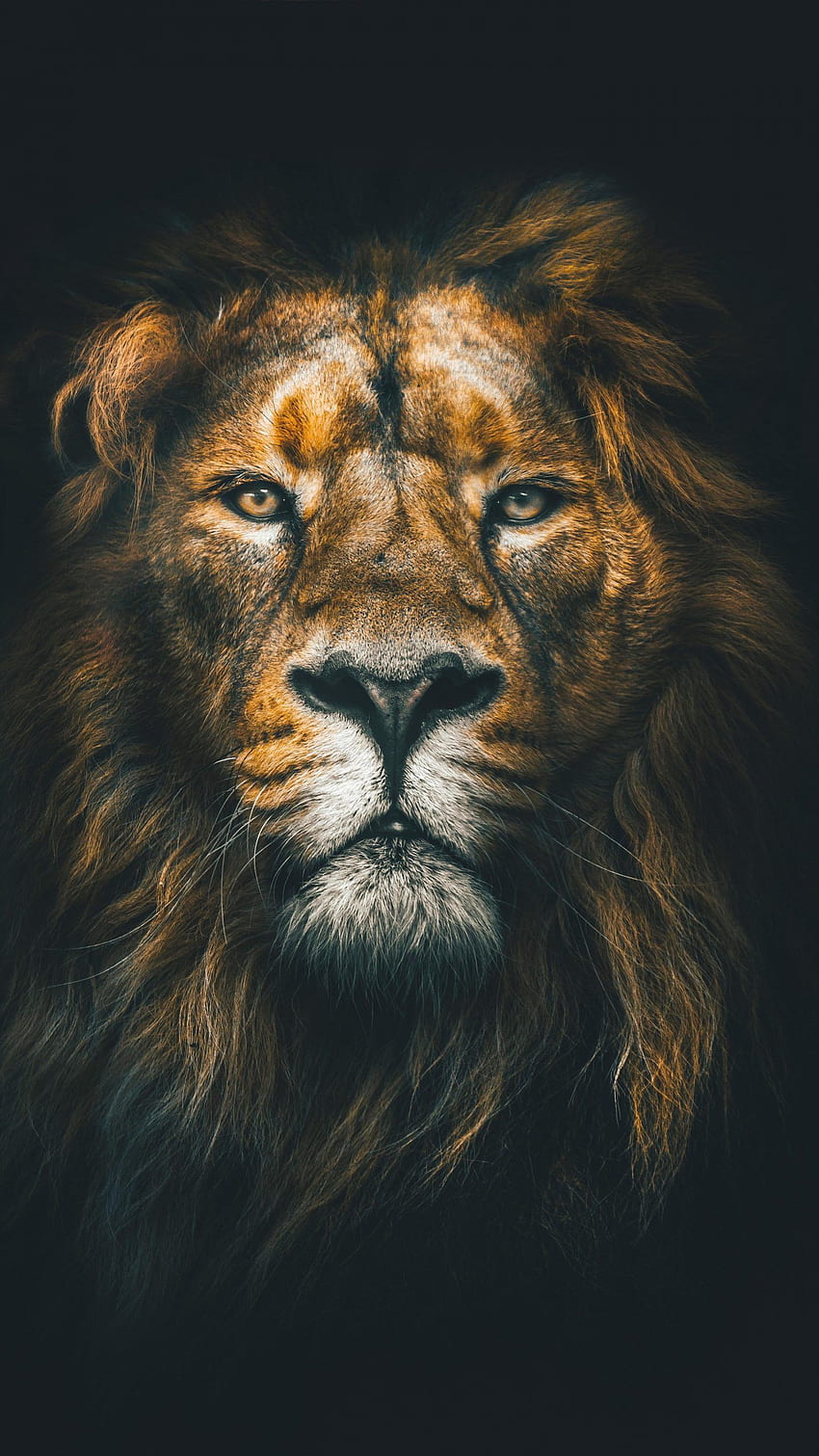 Löwengesicht Nahaufnahme Wildtier Wildlife , Ultra Lions HD-Handy-Hintergrundbild