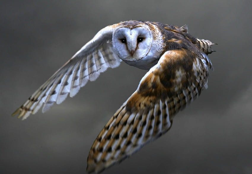 Barn Owl in Flight, burung hantu, alam, burung, keindahan Wallpaper HD