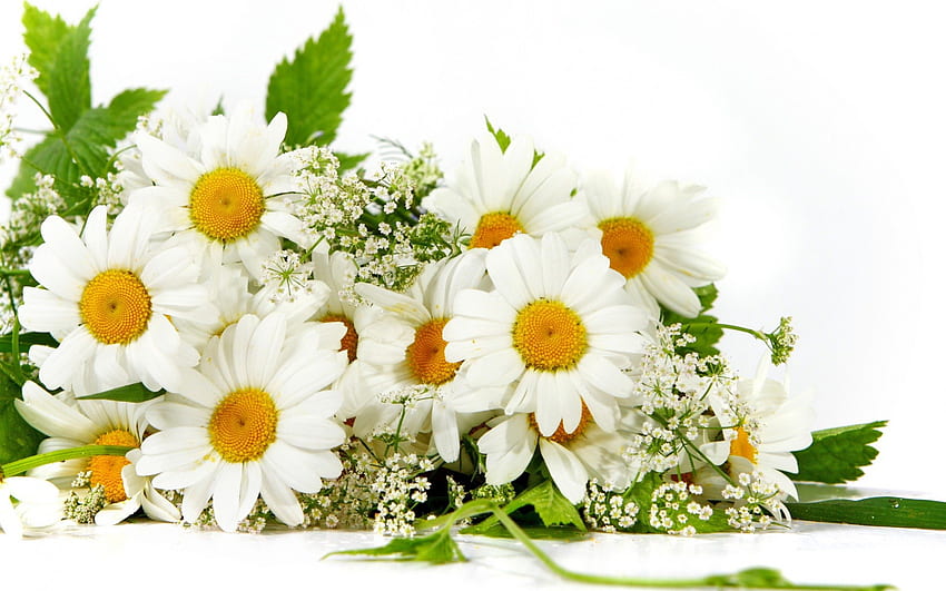 Bouquet de marguerites fraîchement coupé, doux, blanc, bouquet, bouquet, frais, marguerites, lumineux, vert, jaune, nature, fleurs, belle Fond d'écran HD