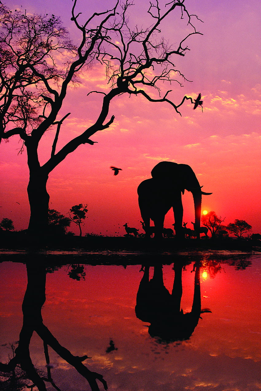 Into Africa: Frans Lanting によるグラフ。 雑誌の記事。 WWF。 反射、美しい自然、象の夕日 HD電話の壁紙