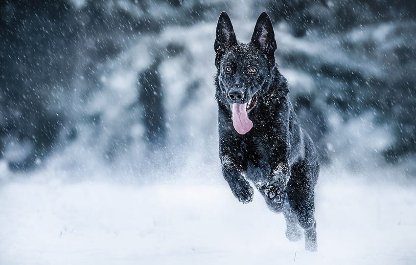 Winter, Language, Snow, Mood, Dog - Black German, Black German Shepherd HD wallpaper