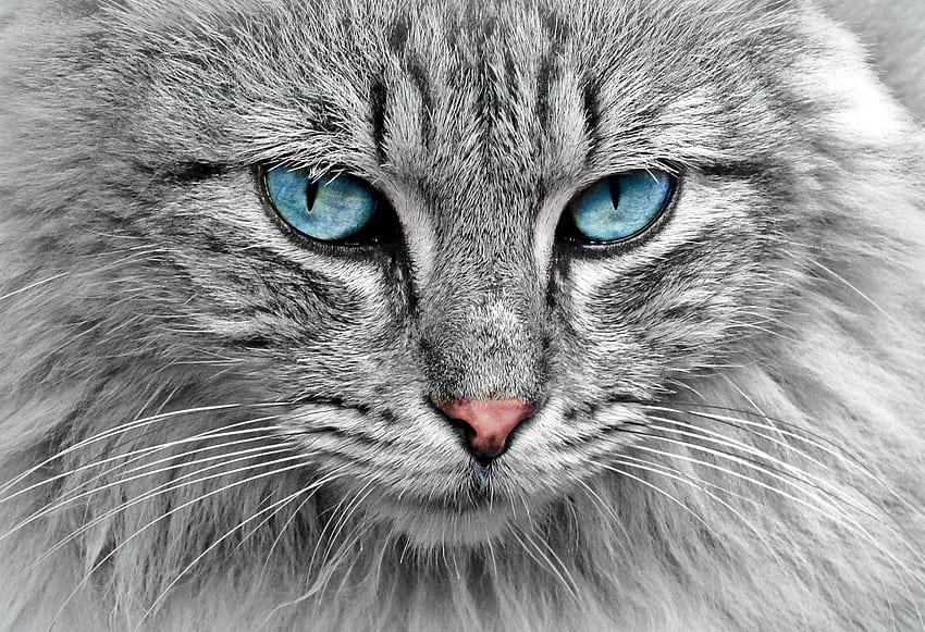 Cat, animal, blue, pisici, grey, eyes, face, pet HD wallpaper