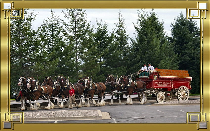 Budweiser Clydesdales F2, animal, Clydesdale, horse, graphy, wide screen, anheuser busch, budweiser, equine HD wallpaper