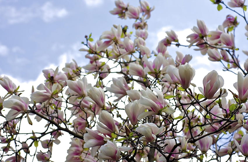 Flowers, Sky, Bush, Branches, Bloom, Flowering, Magnolia HD wallpaper