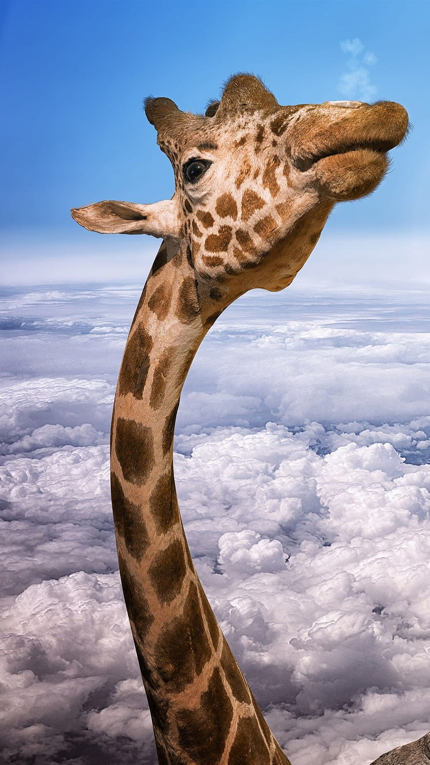 Giraffe Head, Eagles, Height, Clouds, Sky, Creative IPhone 8 7 6 6S Plus , Background HD phone wallpaper