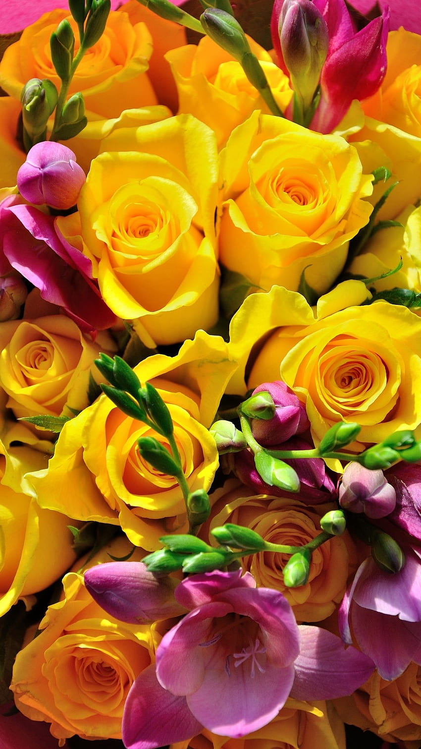 黄色いバラ、美しい花 HD電話の壁紙