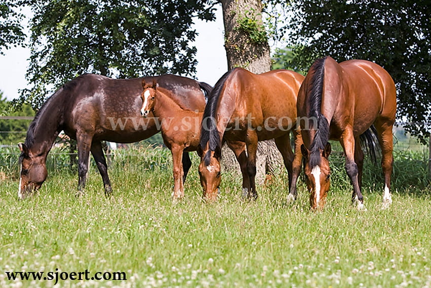 4 Dutch Warmblood Mares, mares, horses, bloodline, dutch HD wallpaper