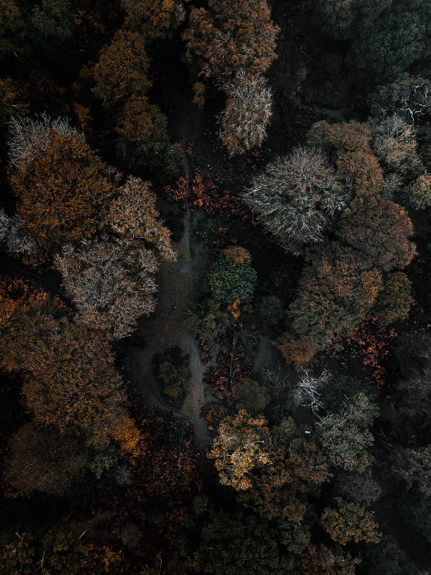 Nature, Trees, Autumn, View From Above, Dark, Forest HD phone wallpaper