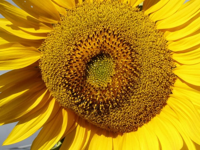 Happy the Sunflower, nasiona, duży, słonecznik, żółty Tapeta HD