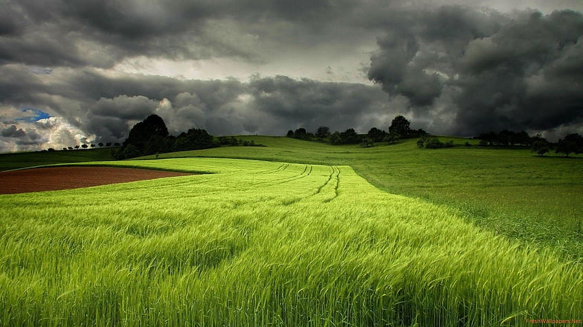 Storm clouds over the green field HD wallpaper