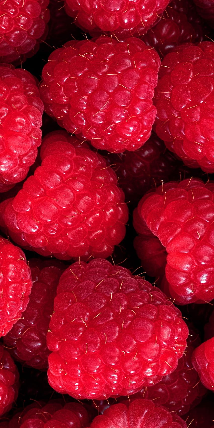 Food Raspberry Hd Phone Wallpaper Pxfuel